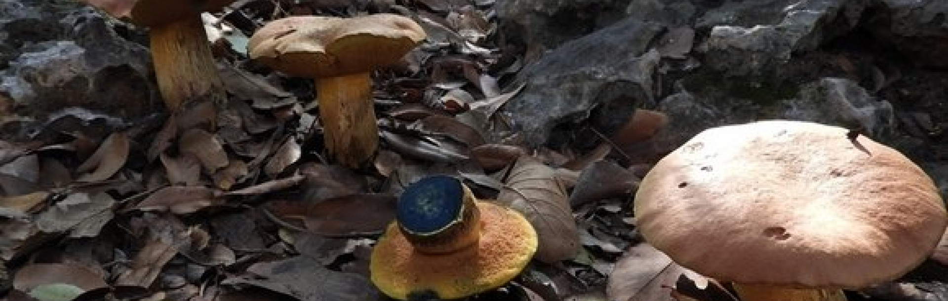 New monitoring project in the garden: Monitoring fungi using Inaturalist platform. 