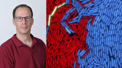 To Kill Or Not To Kill – How Viruses Make Informed Decisions