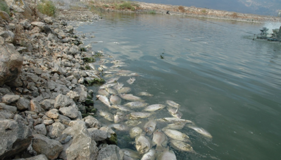 Tilapia Lake Virus research is one of most impactful research projects granted by BARD 
