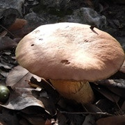  Neoboletus comptus in the garden. | Picture by: Yael Orgad