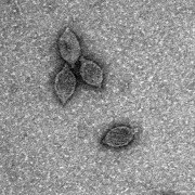 Unveiling the Viral Secrets of the Third Domain of Life